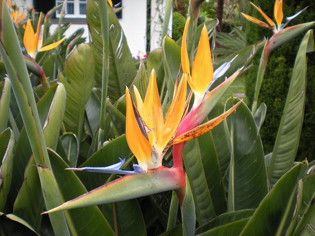 Viagem de finalistas- 1.04 a 5.04 Madeira 2009 352